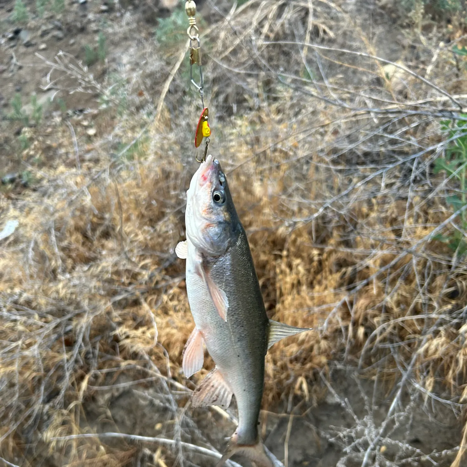 The most recent Roundtail chub catches on Fishbrain