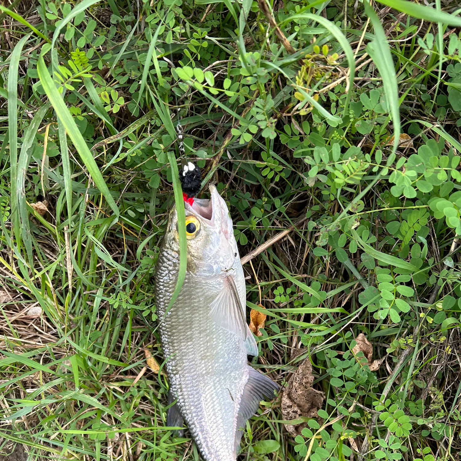 Goldeye caught on Fishbrain