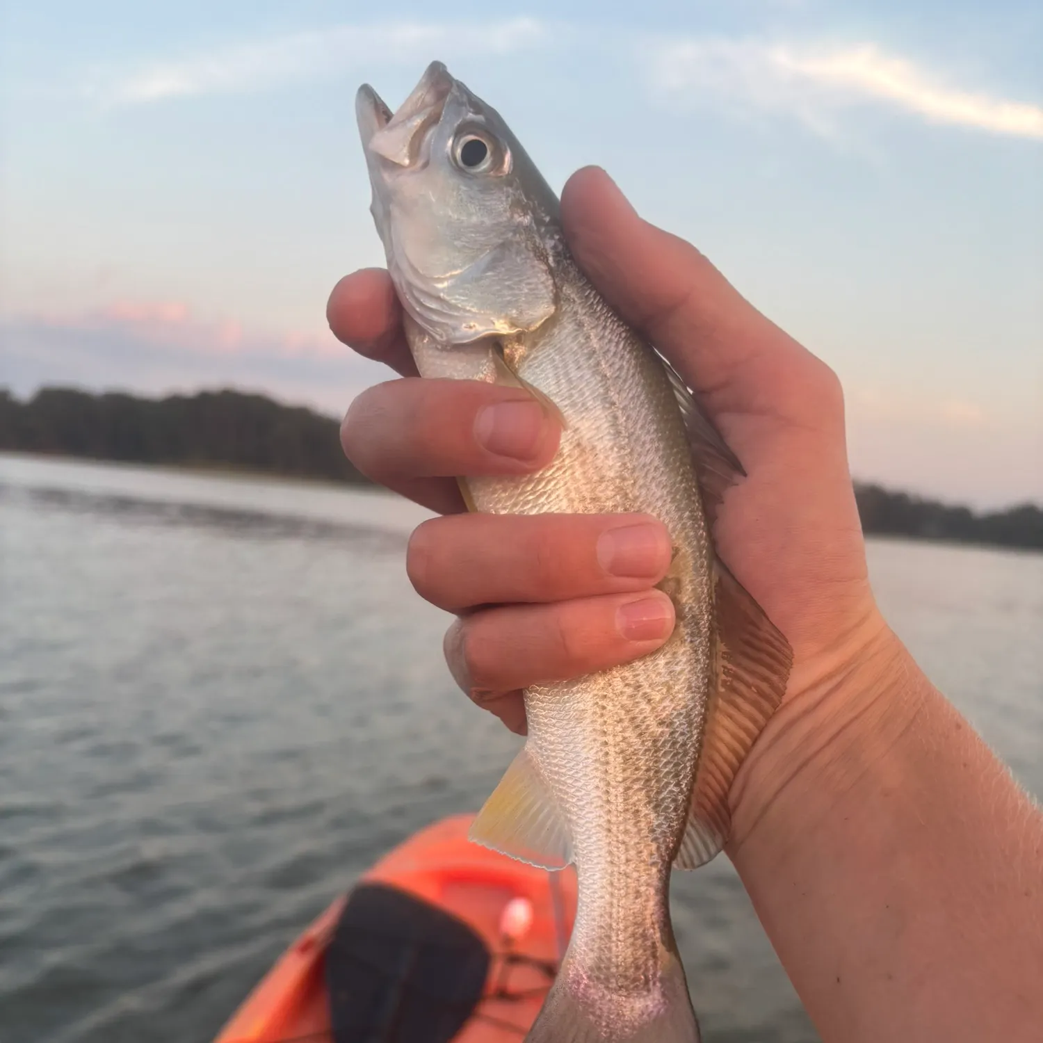 Gray weakfish caught on Fishbrain