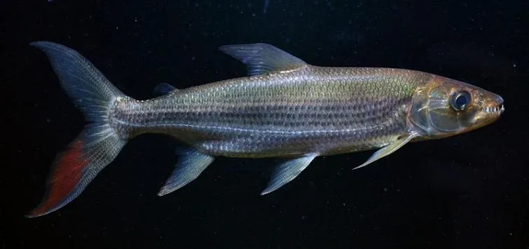 Goliath tigerfish