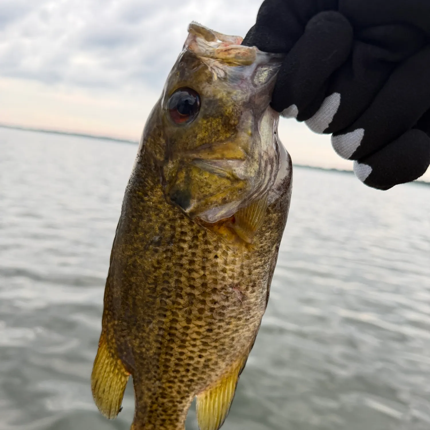 Rock bass caught on Fishbrain