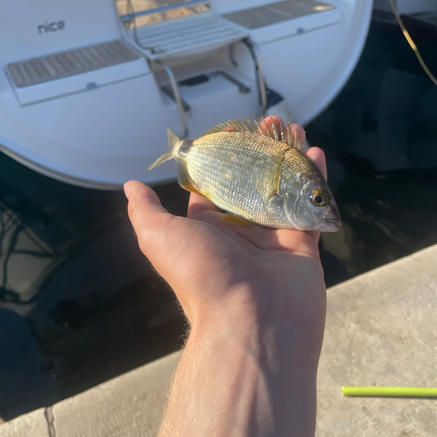 Annular seabream caught on Fishbrain