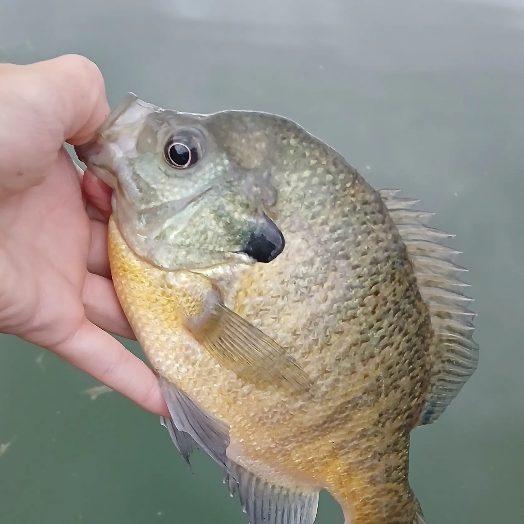 Bluegill caught on Fishbrain