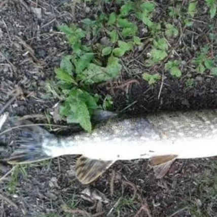 Northern pike caught on Fishbrain