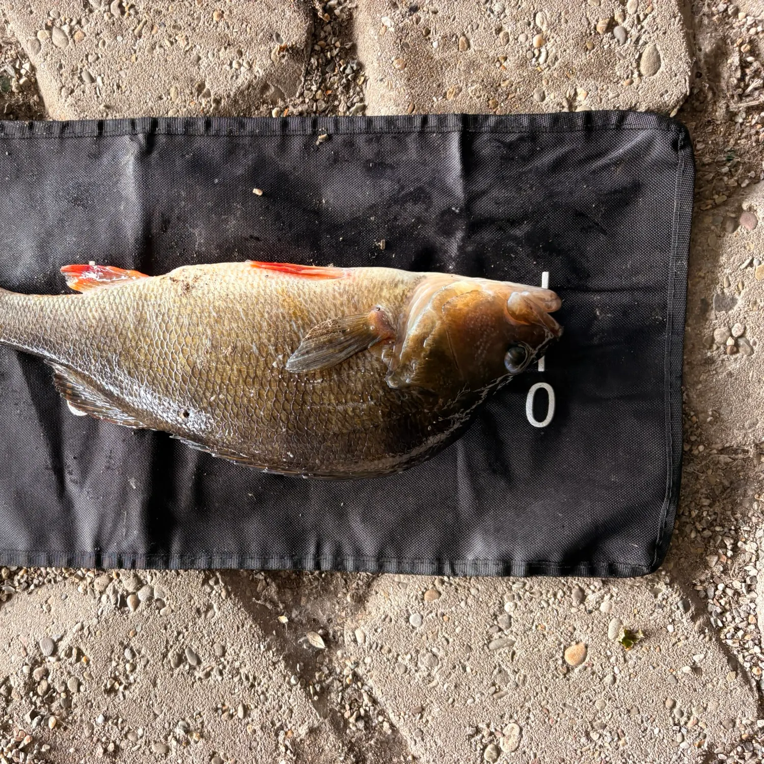 European perch caught on Fishbrain