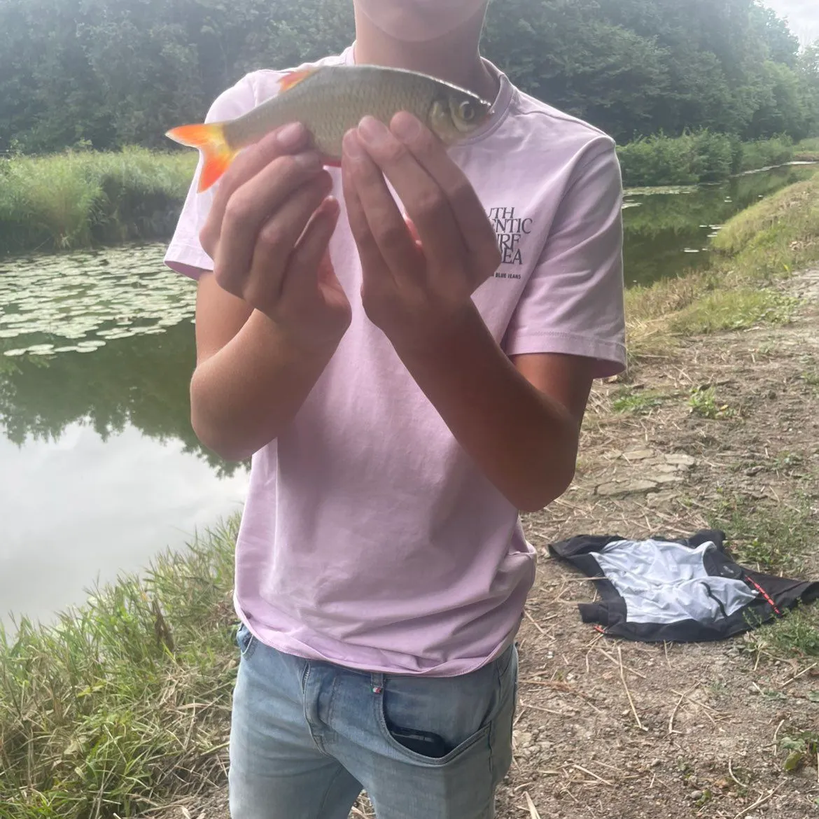 Common roach caught on Fishbrain