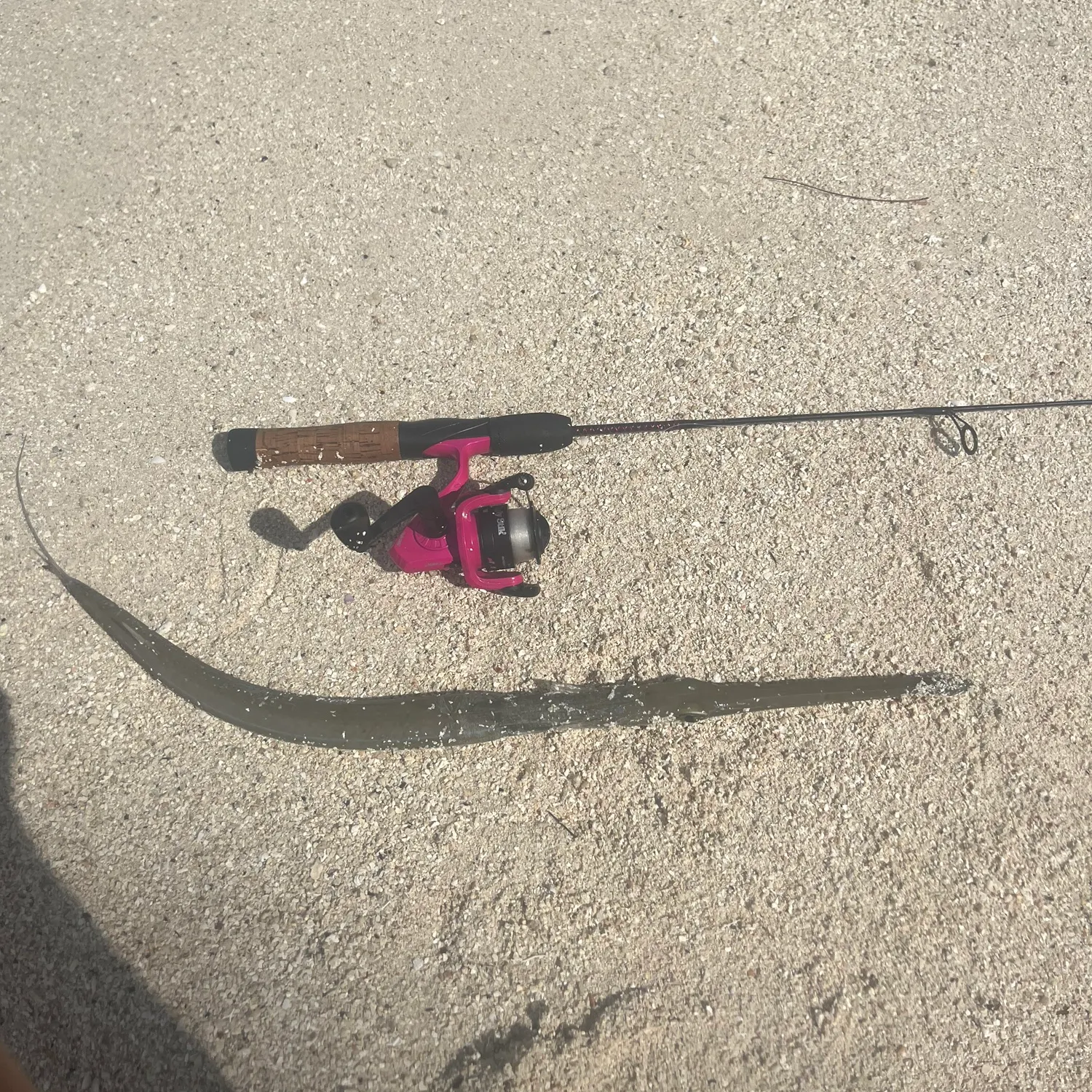 The most recent Red cornetfish catches on Fishbrain