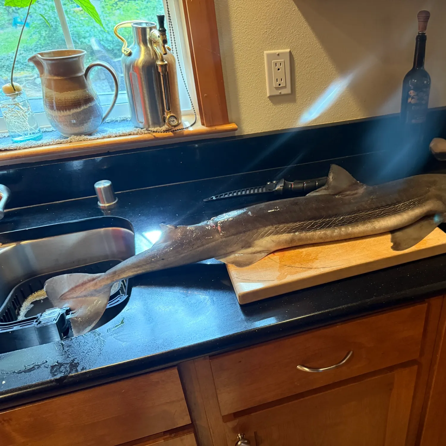 The most recent Piked dogfish catches on Fishbrain