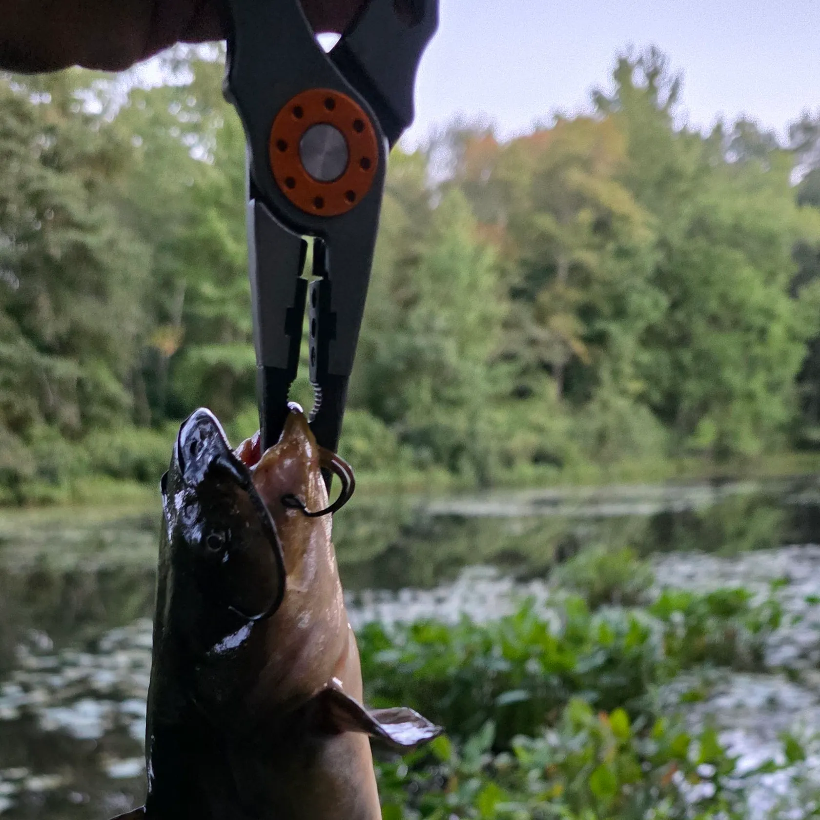 Black bullhead caught on Fishbrain