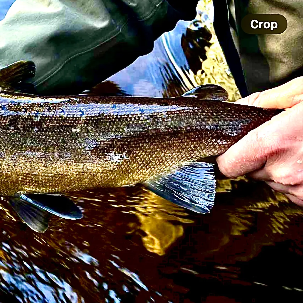 The most recent Atlantic salmon catches on Fishbrain