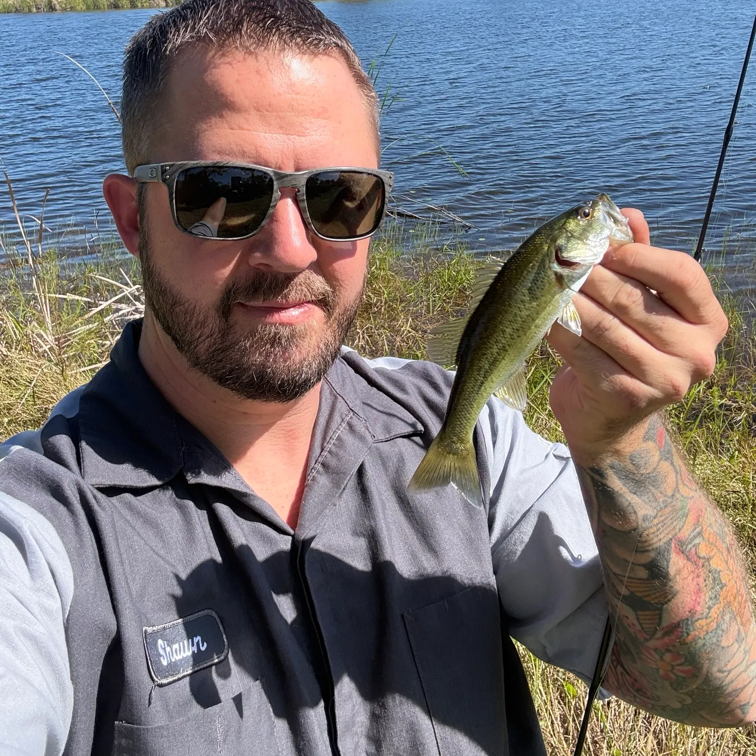 Largemouth bass caught on Fishbrain