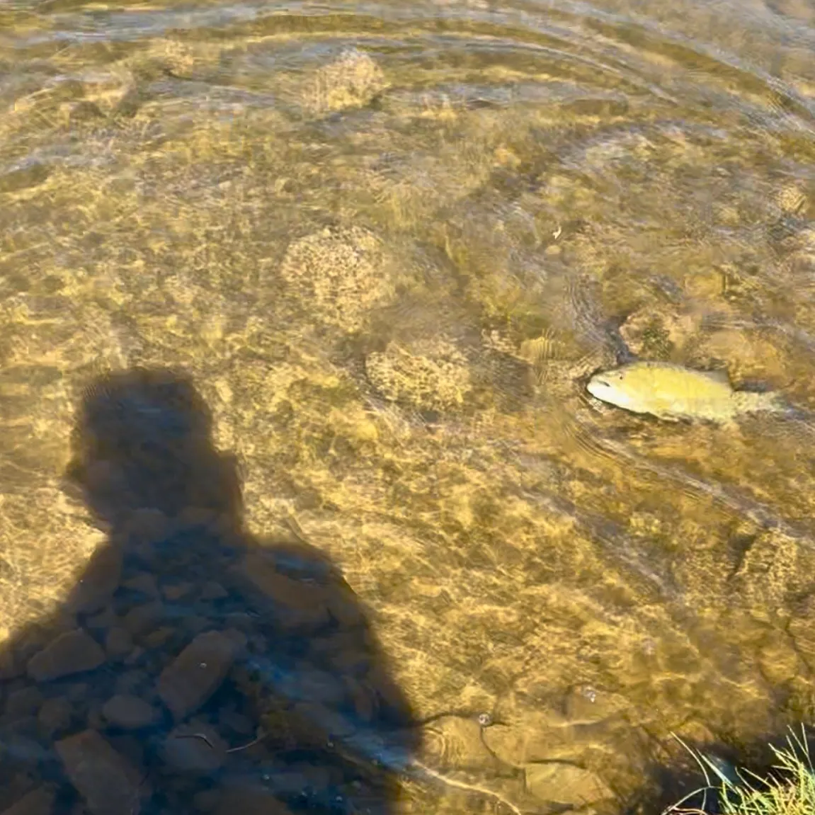 Smallmouth bass caught on Fishbrain
