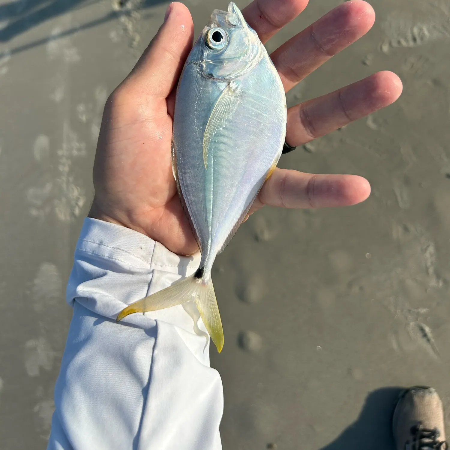The most recent Atlantic bumper catches on Fishbrain