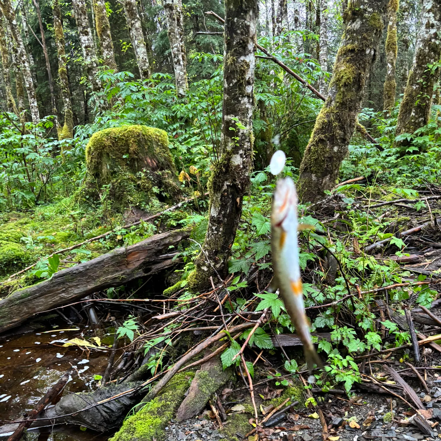 Fish caught on Fishbrain