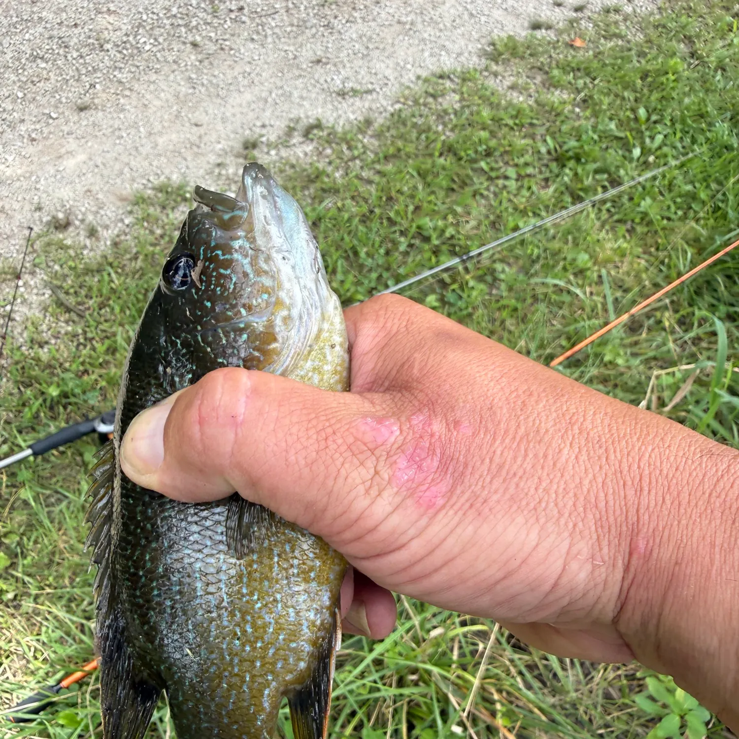 Green sunfish caught on Fishbrain