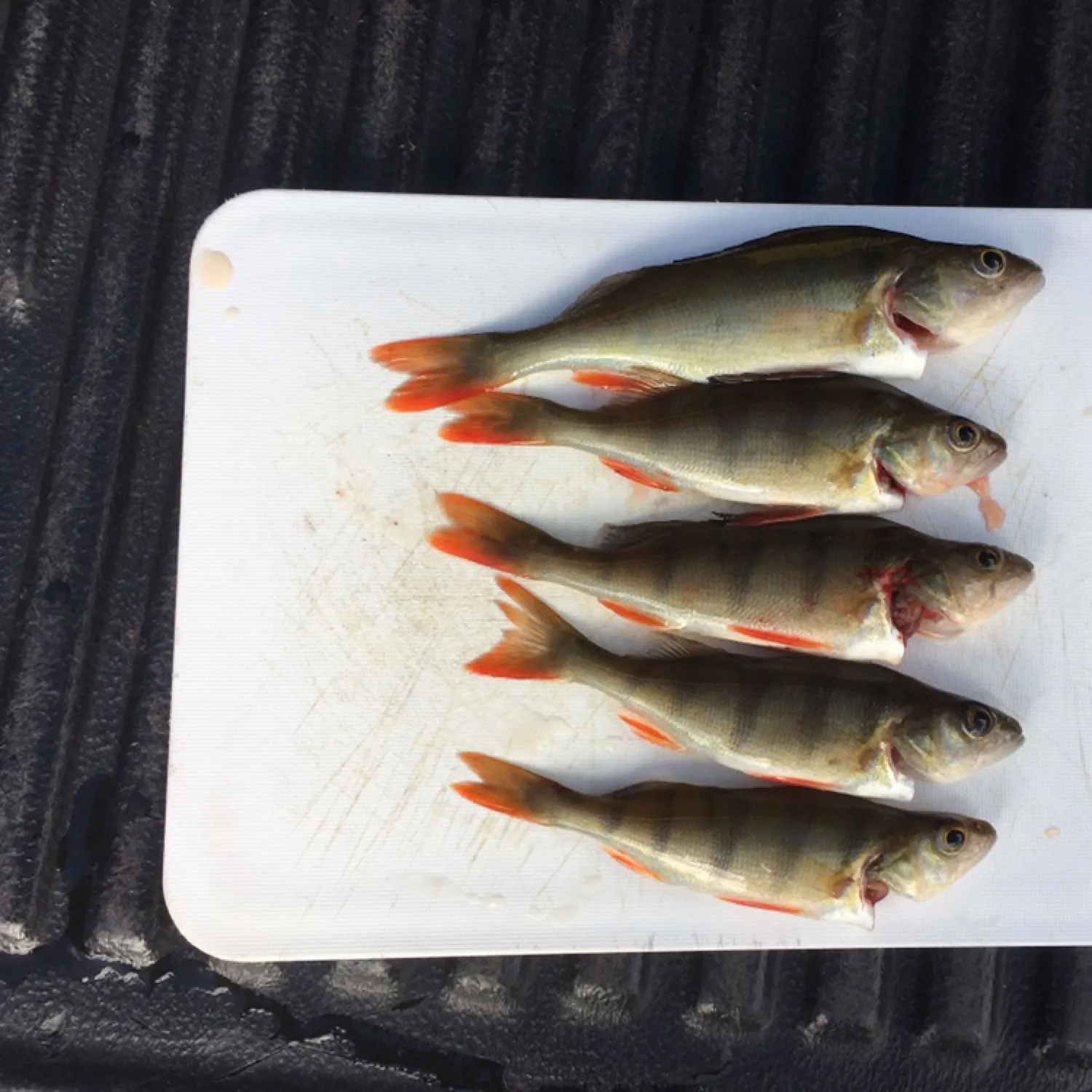 recently logged catches