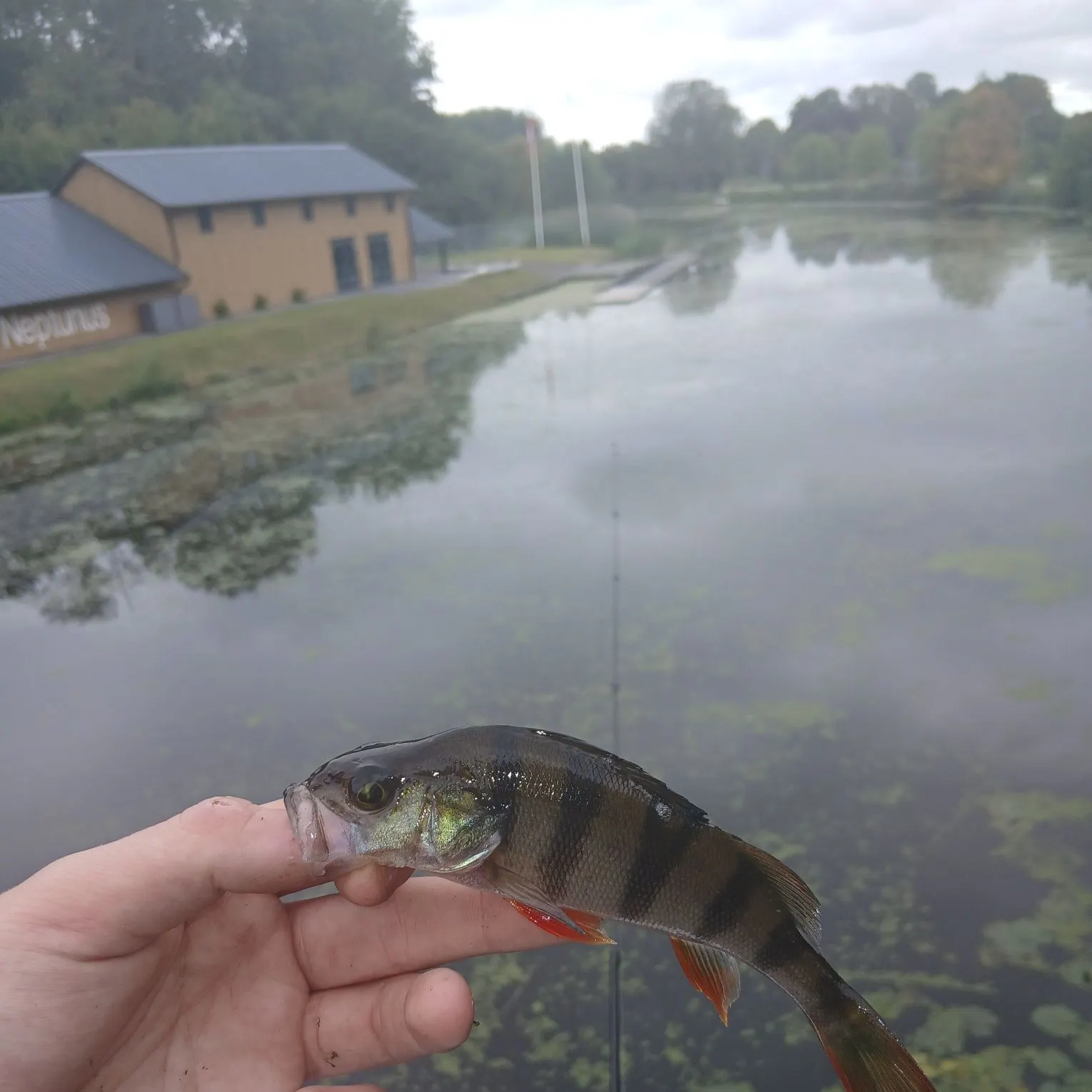 European perch caught on Fishbrain