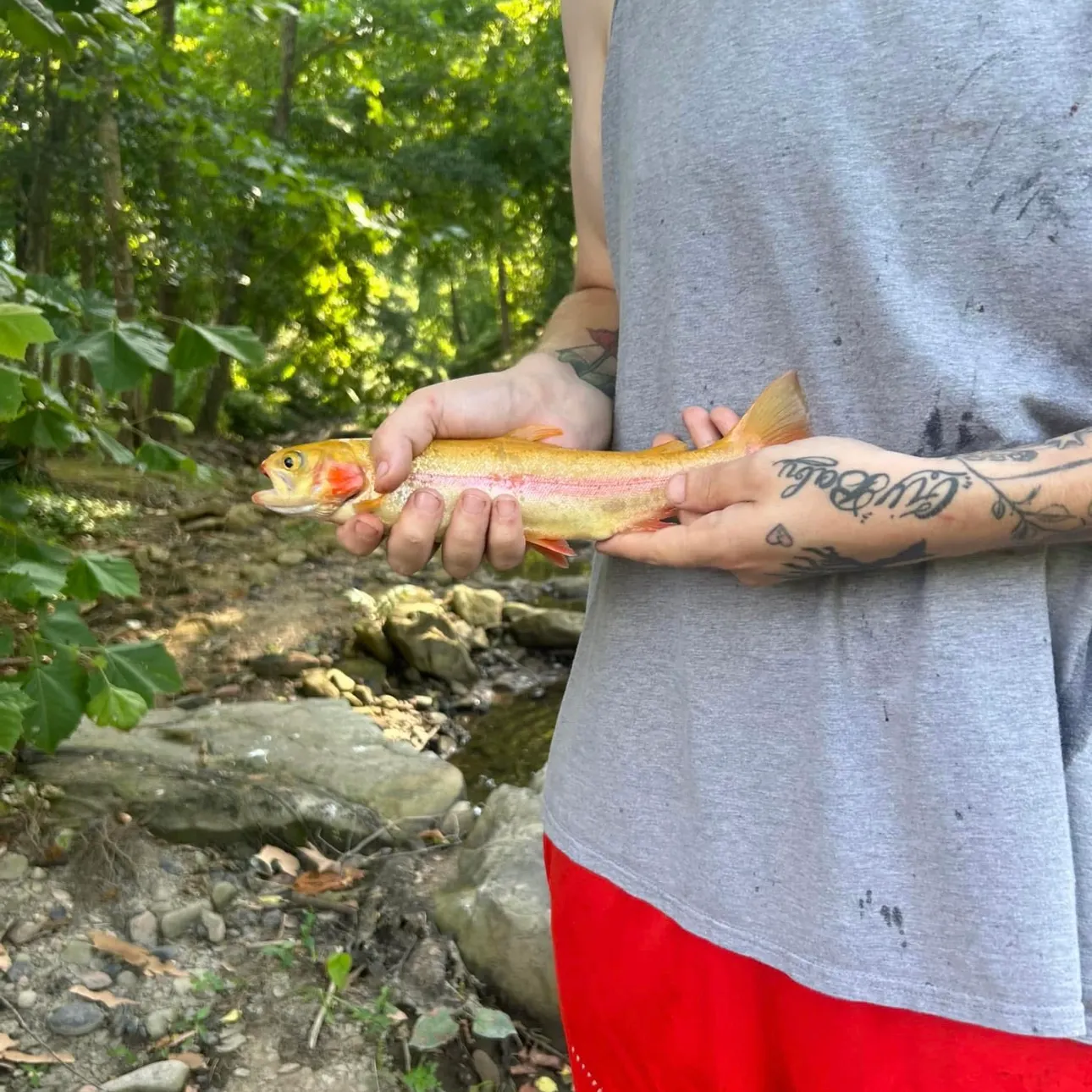 The most recent Golden rainbow trout catches on Fishbrain
