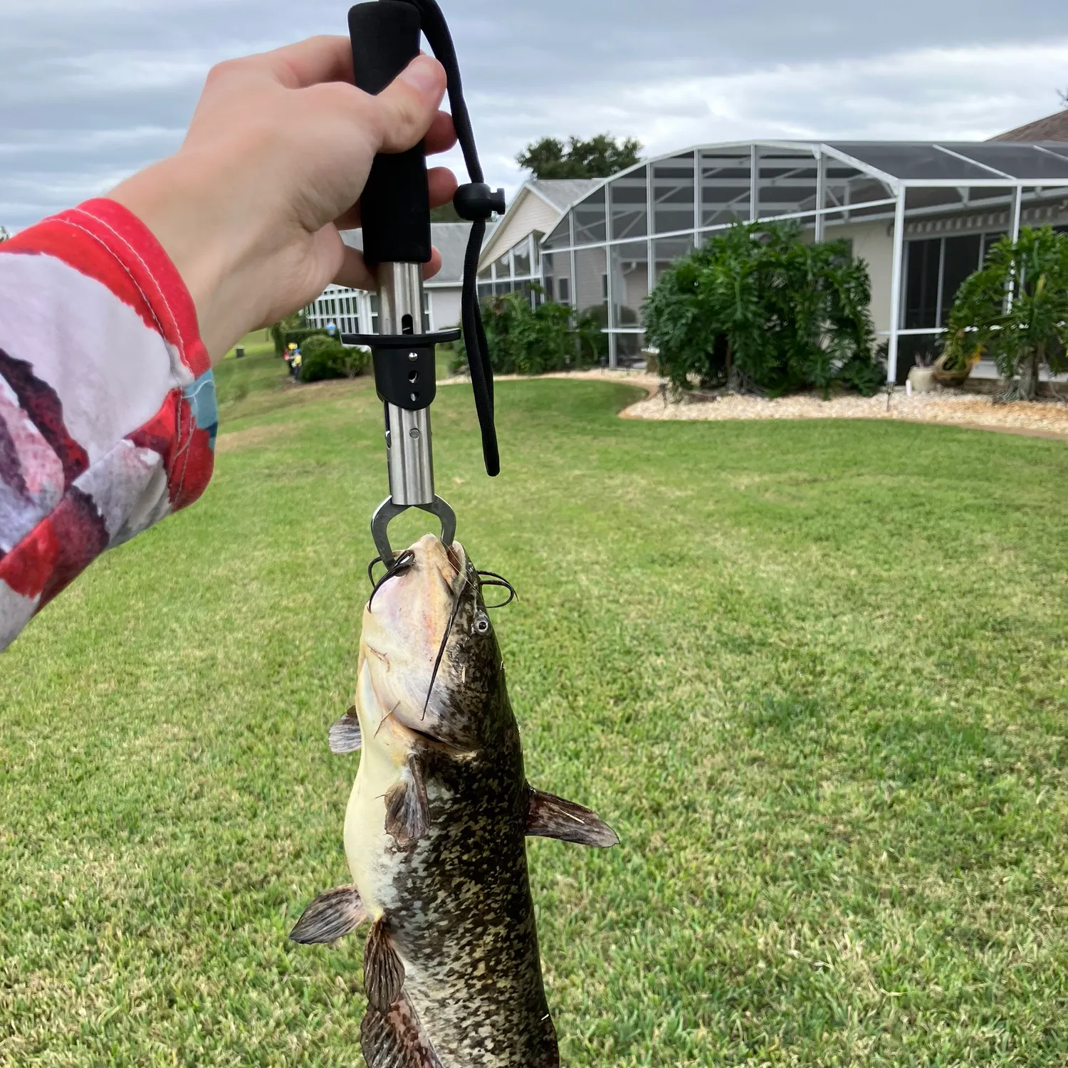 The most recent Brown bullhead catches on Fishbrain