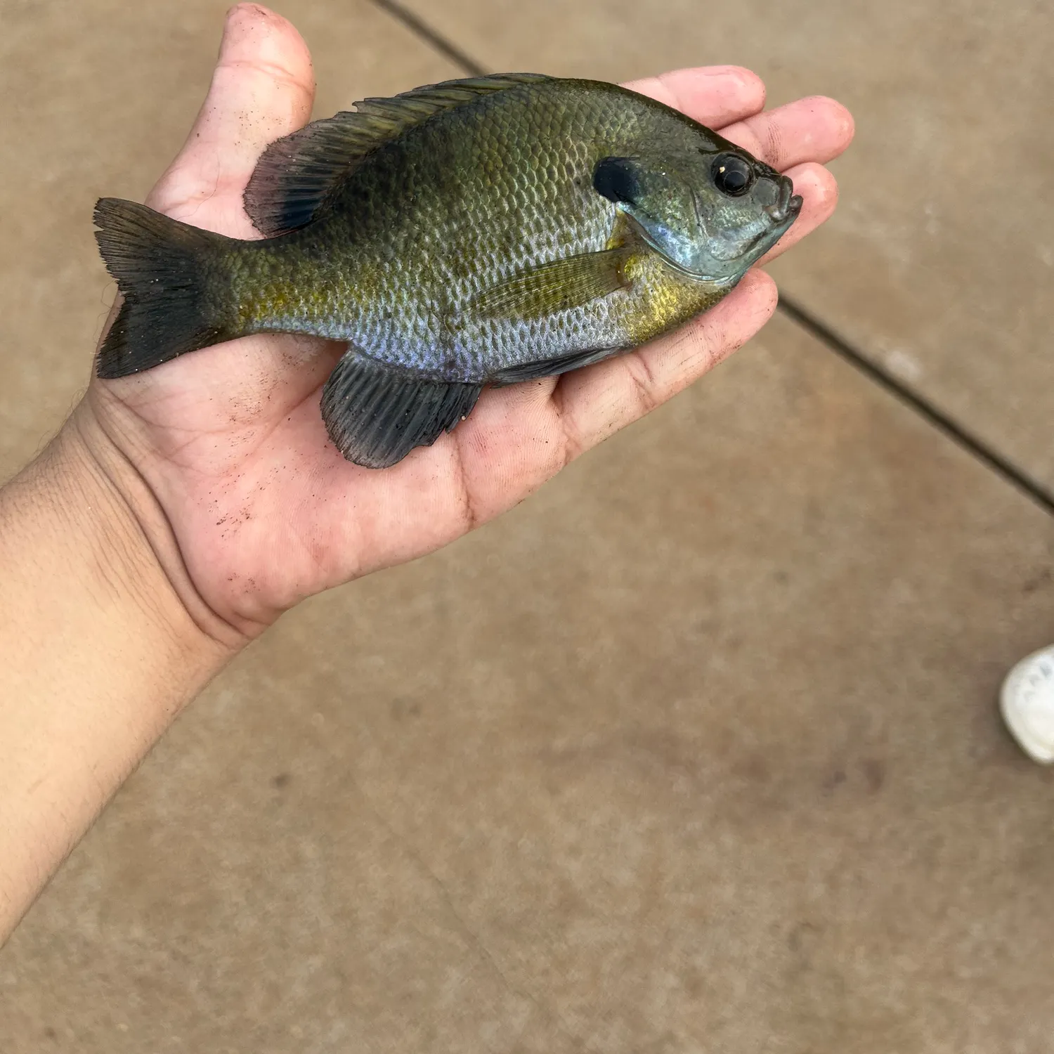 Bluegill caught on Fishbrain