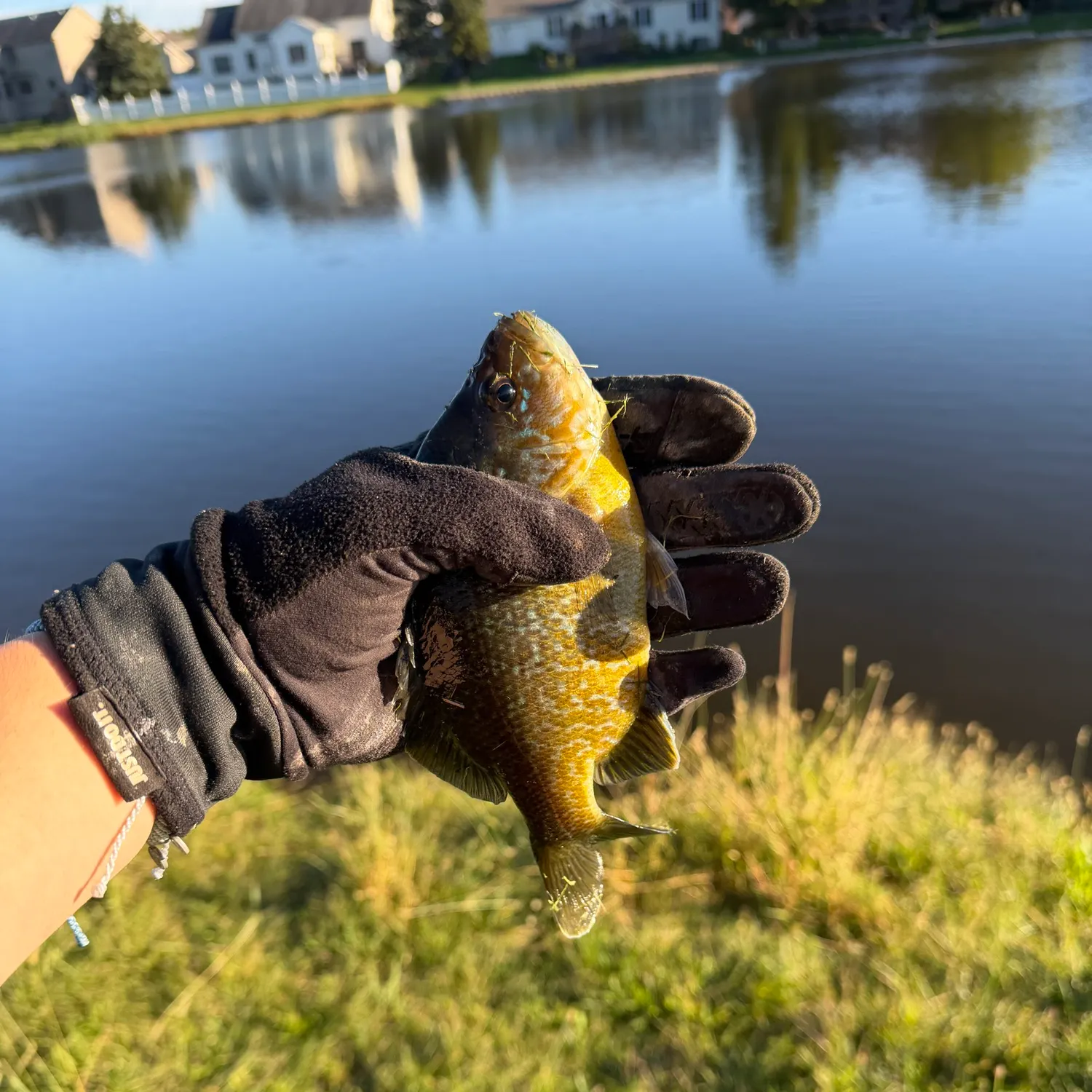Greengill hybrid caught on Fishbrain