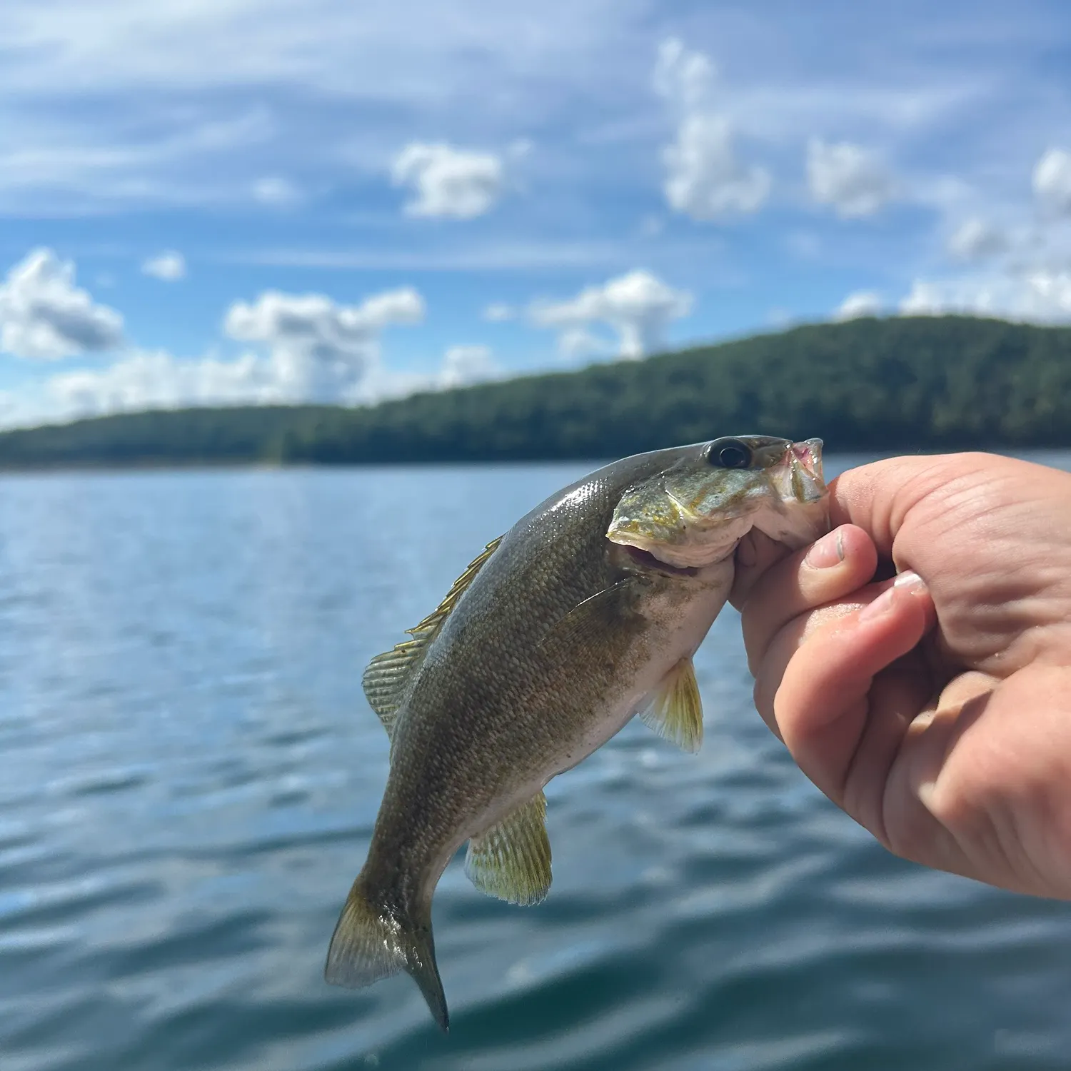 Smallmouth bass caught on Fishbrain