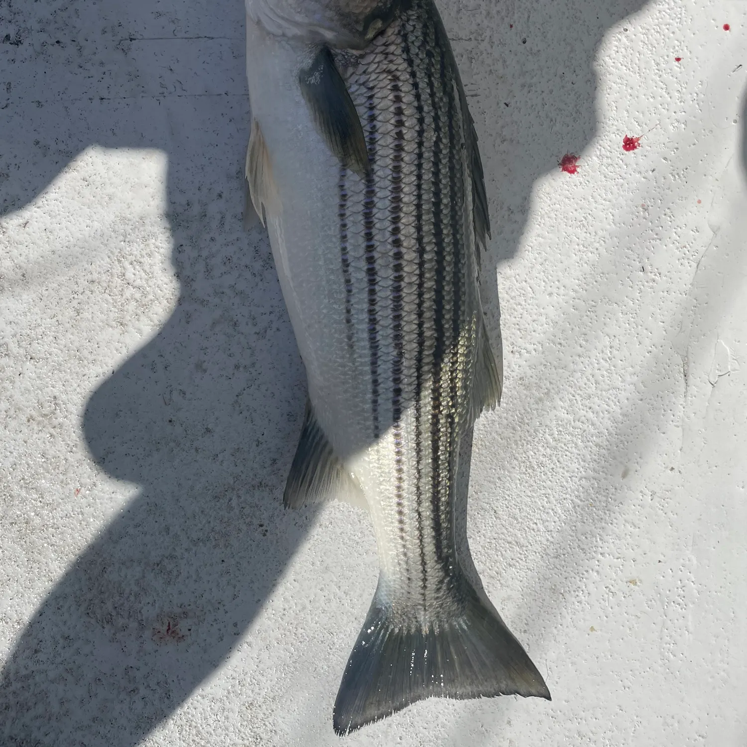 Striped bass caught on Fishbrain
