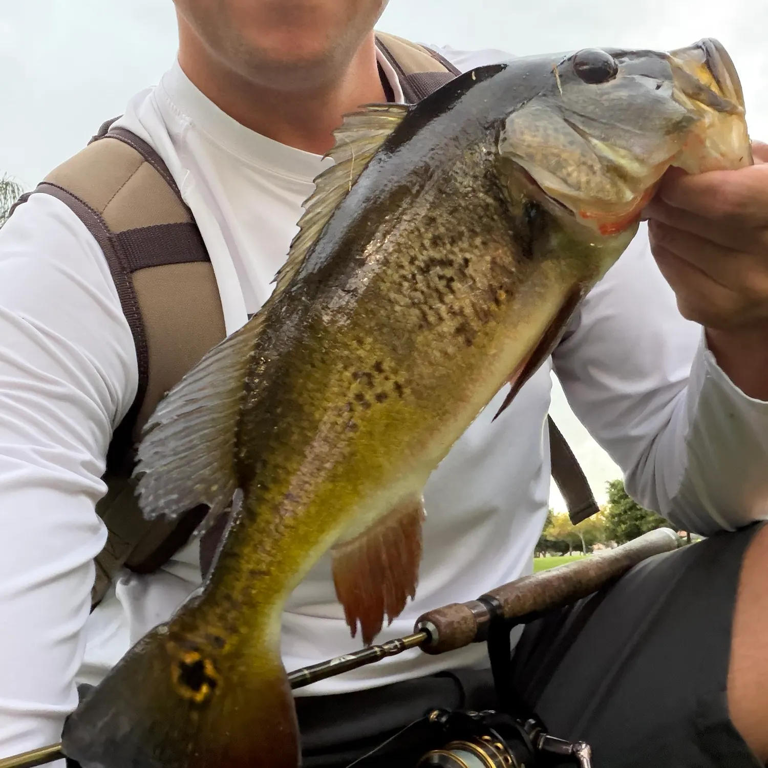 Butterfly peacock bass caught on Fishbrain