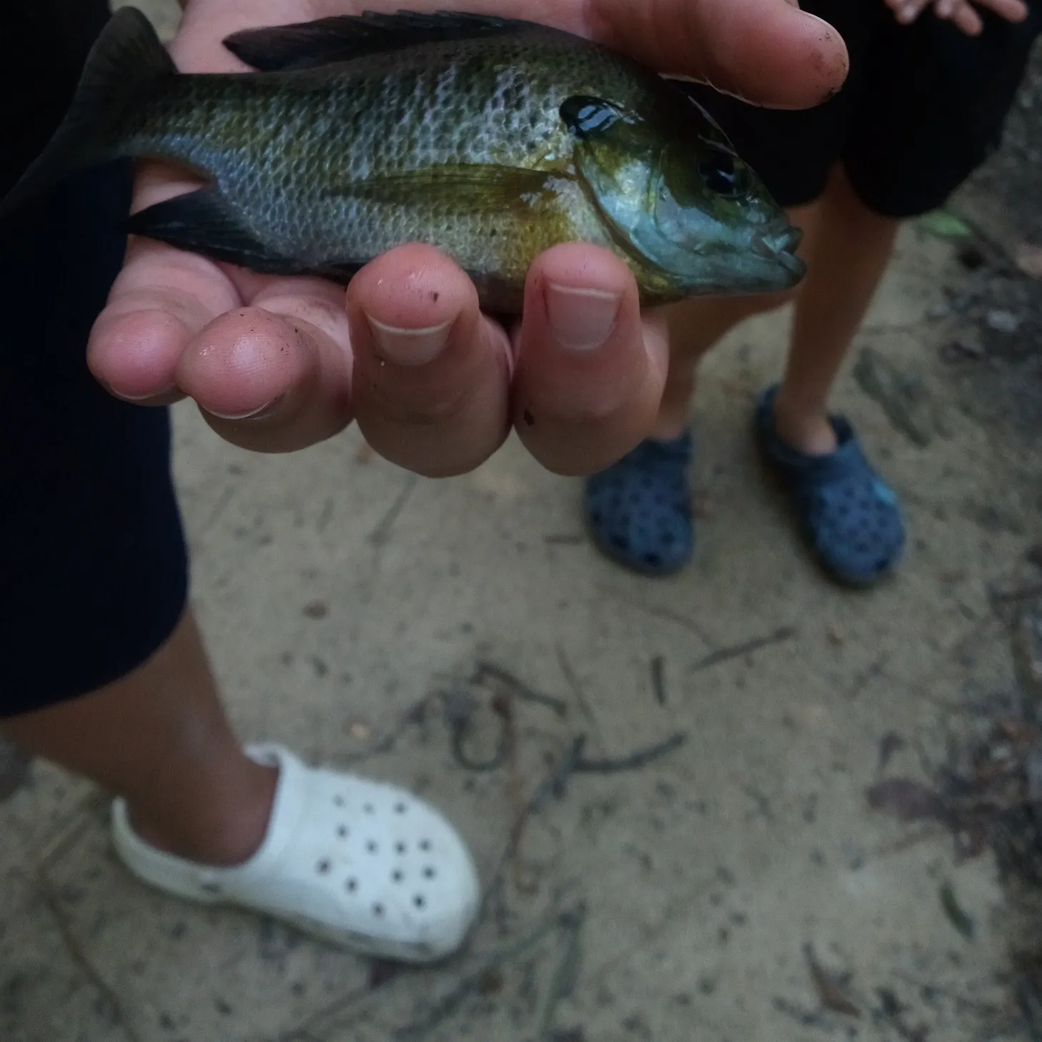 Bluegill caught on Fishbrain
