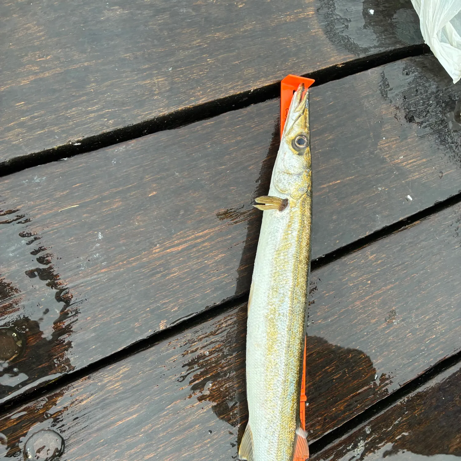 Australian barracuda caught on Fishbrain