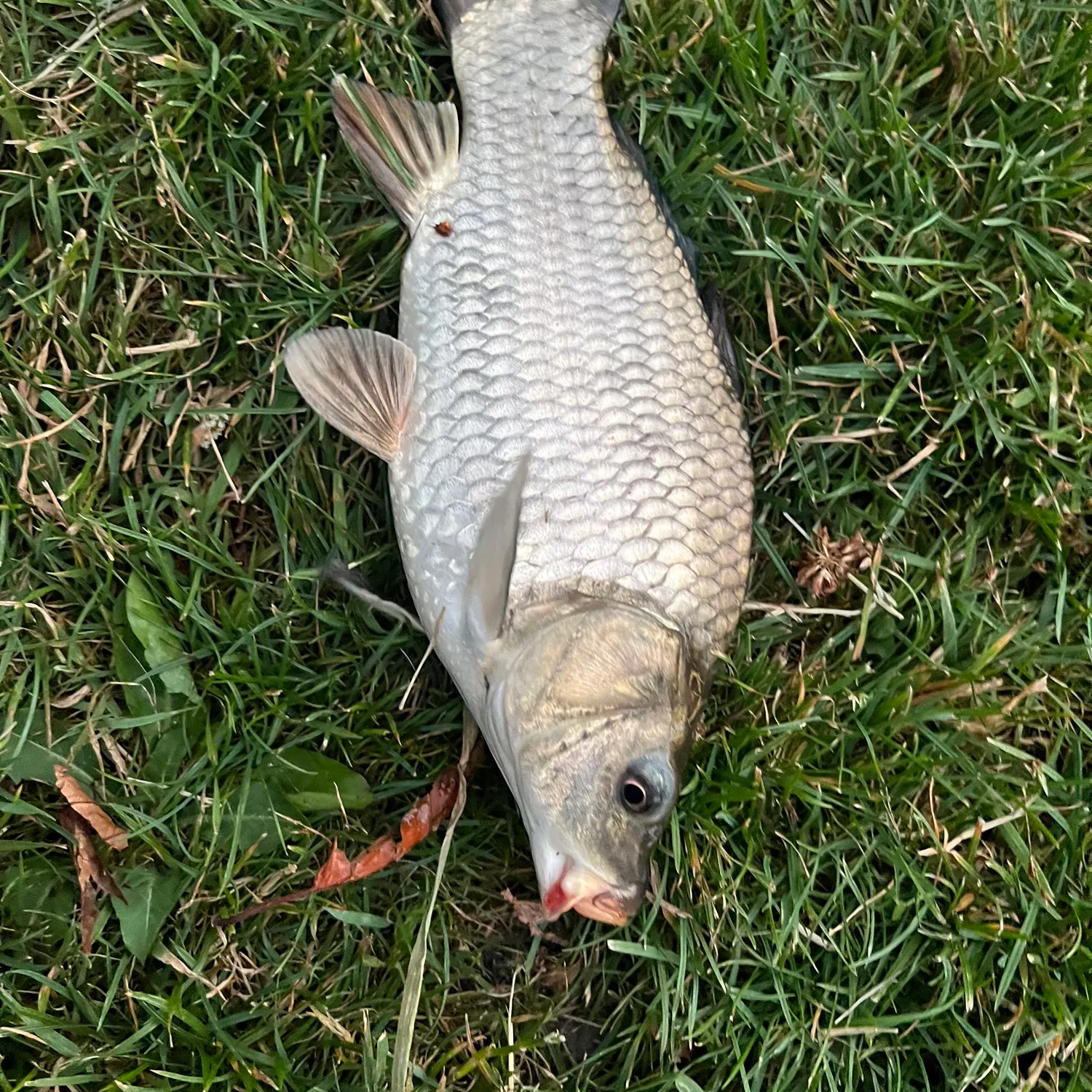 European chub caught on Fishbrain