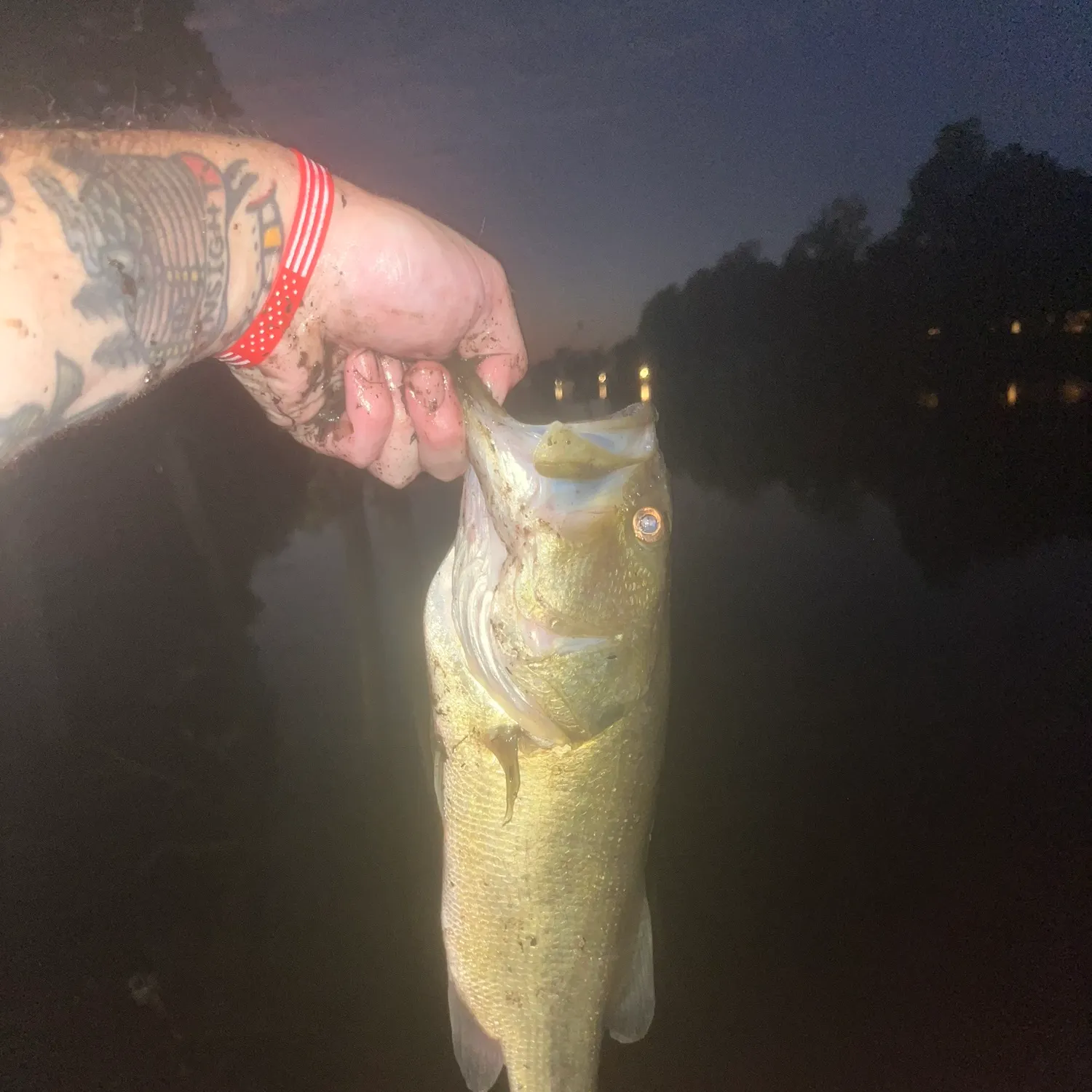 Largemouth bass caught on Fishbrain