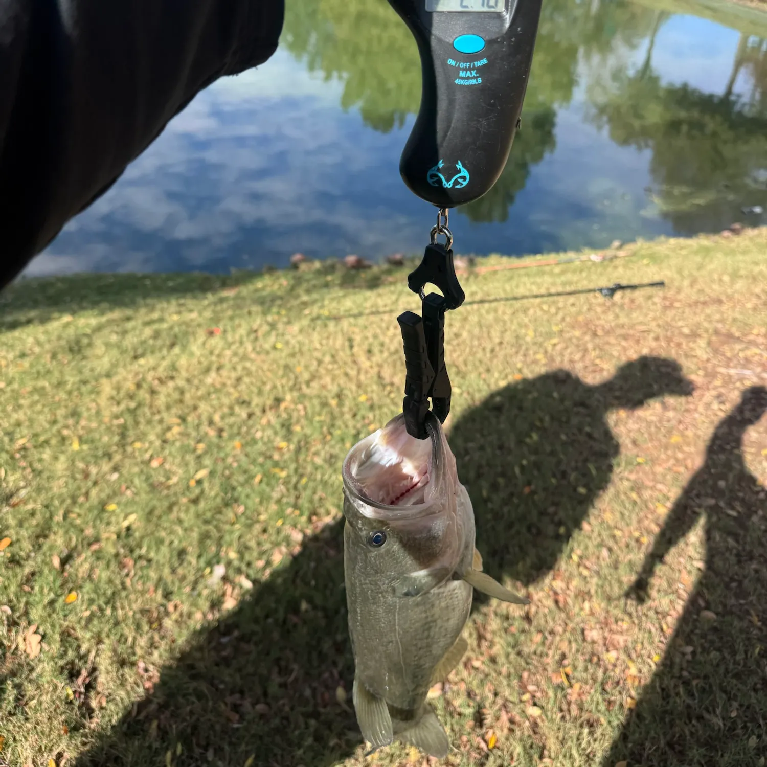 Largemouth bass caught on Fishbrain