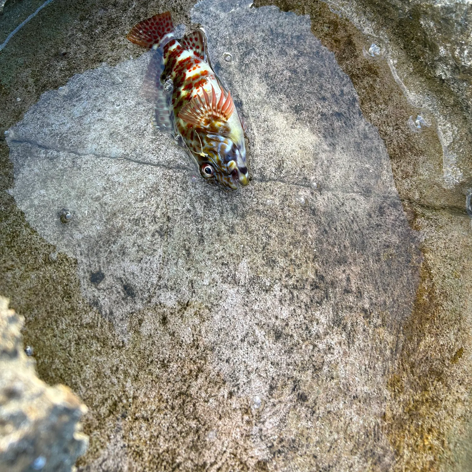 The most recent Golden scorpionfish catches on Fishbrain