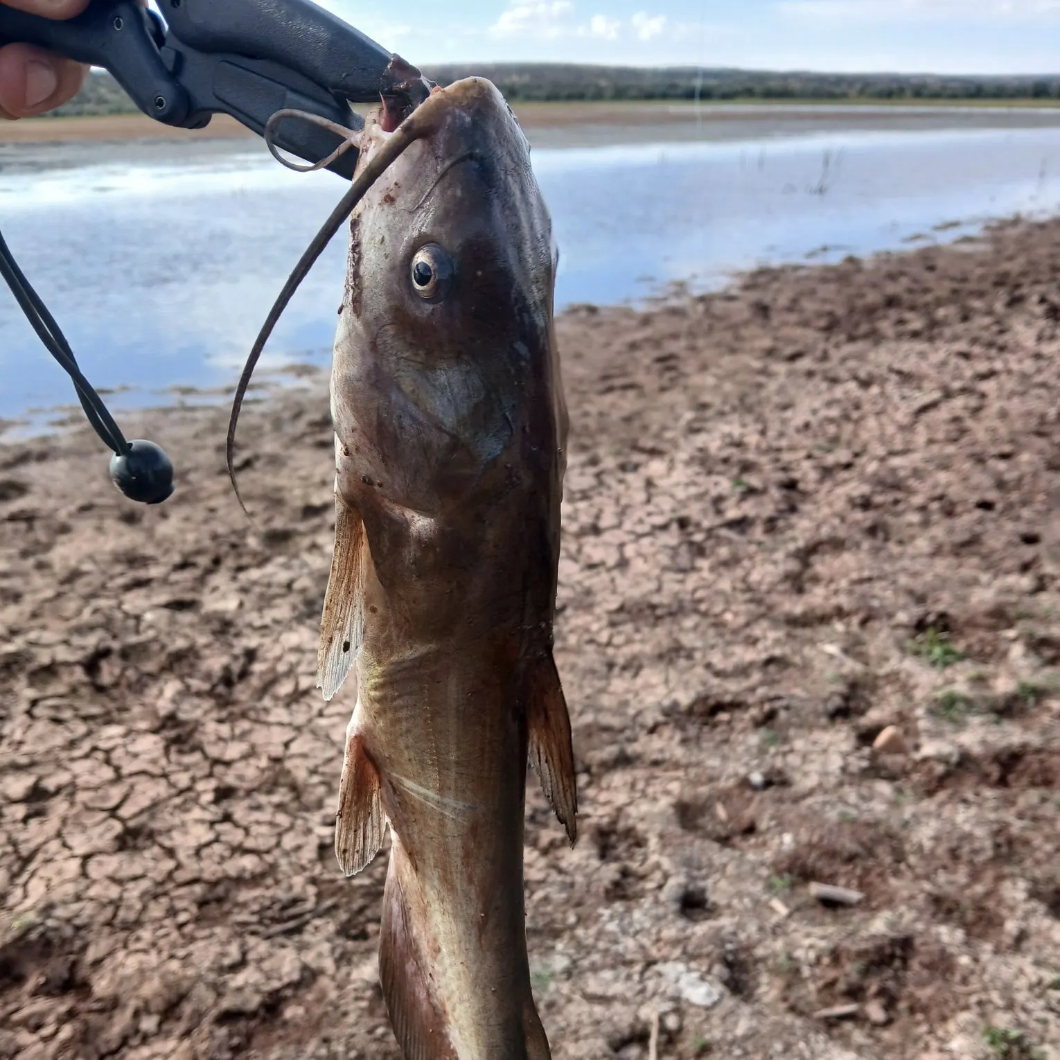 Channel catfish caught on Fishbrain