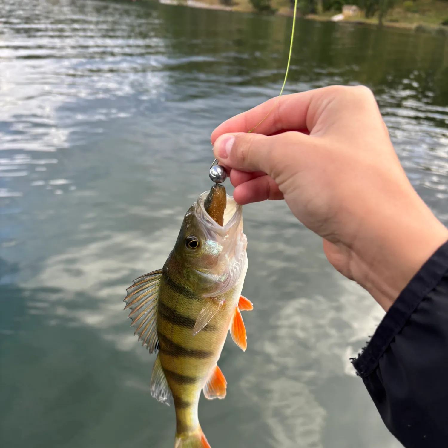 European perch caught on Fishbrain