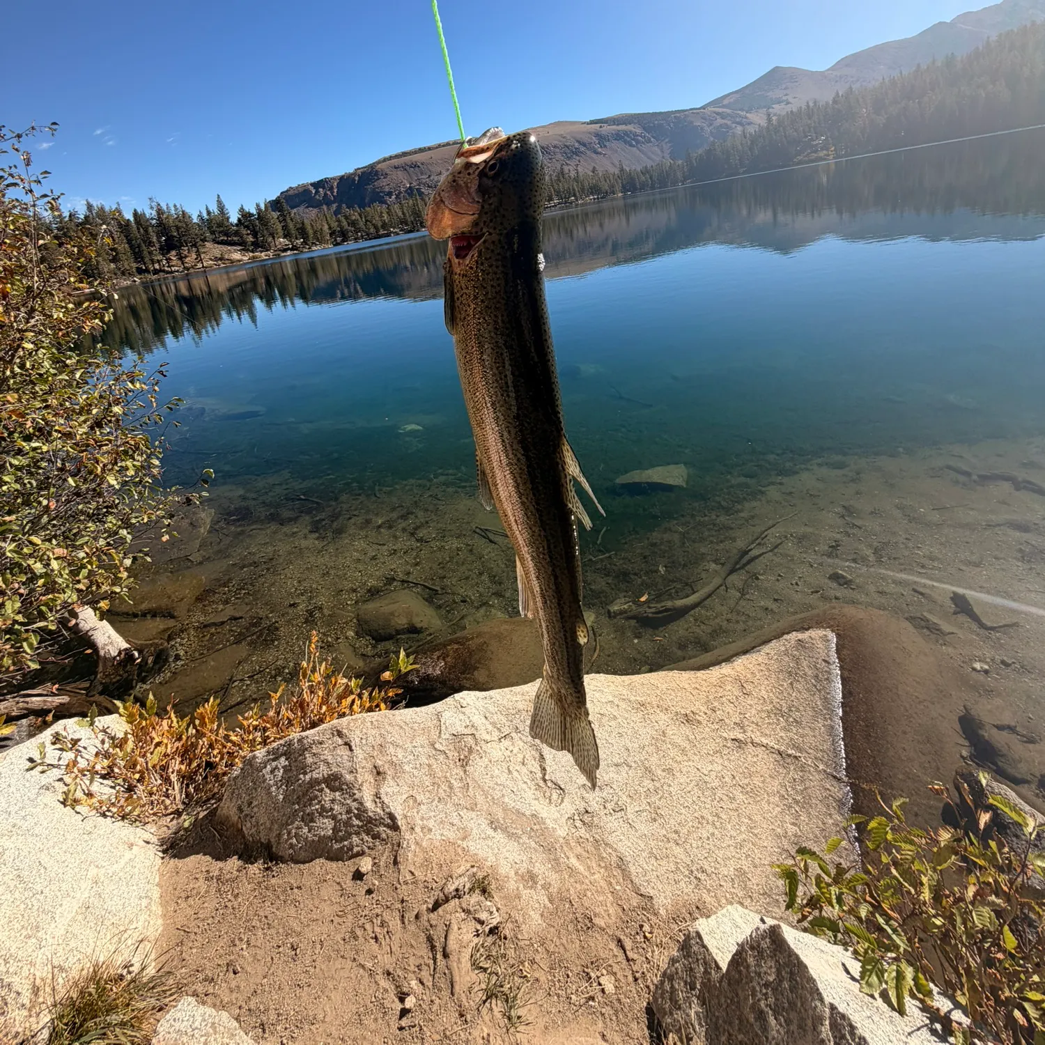 Rainbow trout caught on Fishbrain