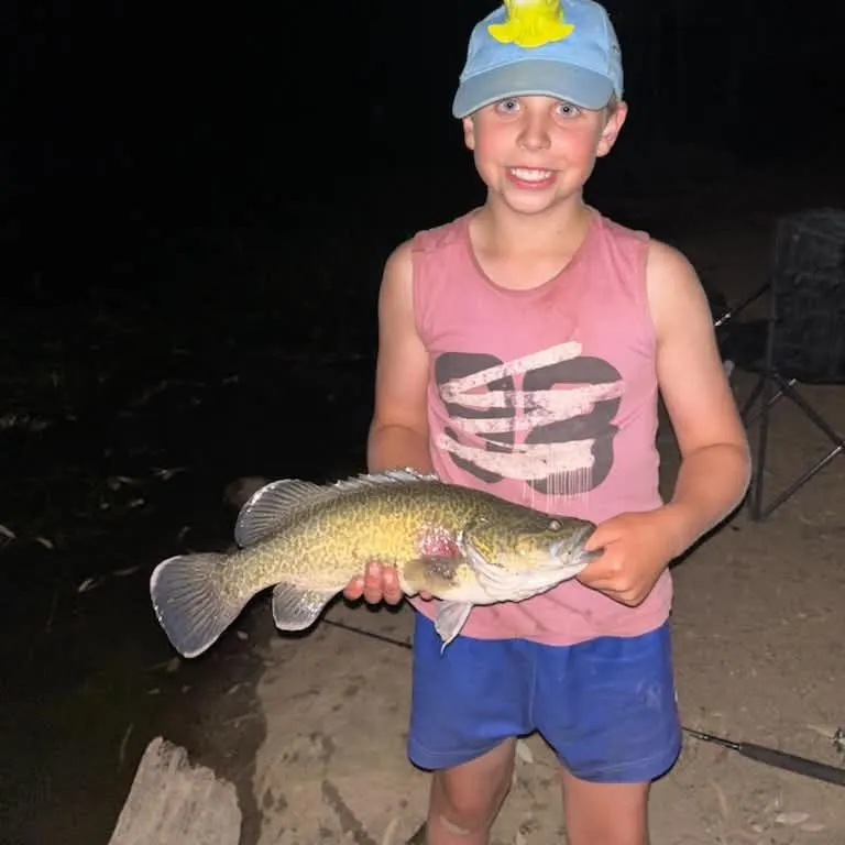 Murray cod caught on Fishbrain