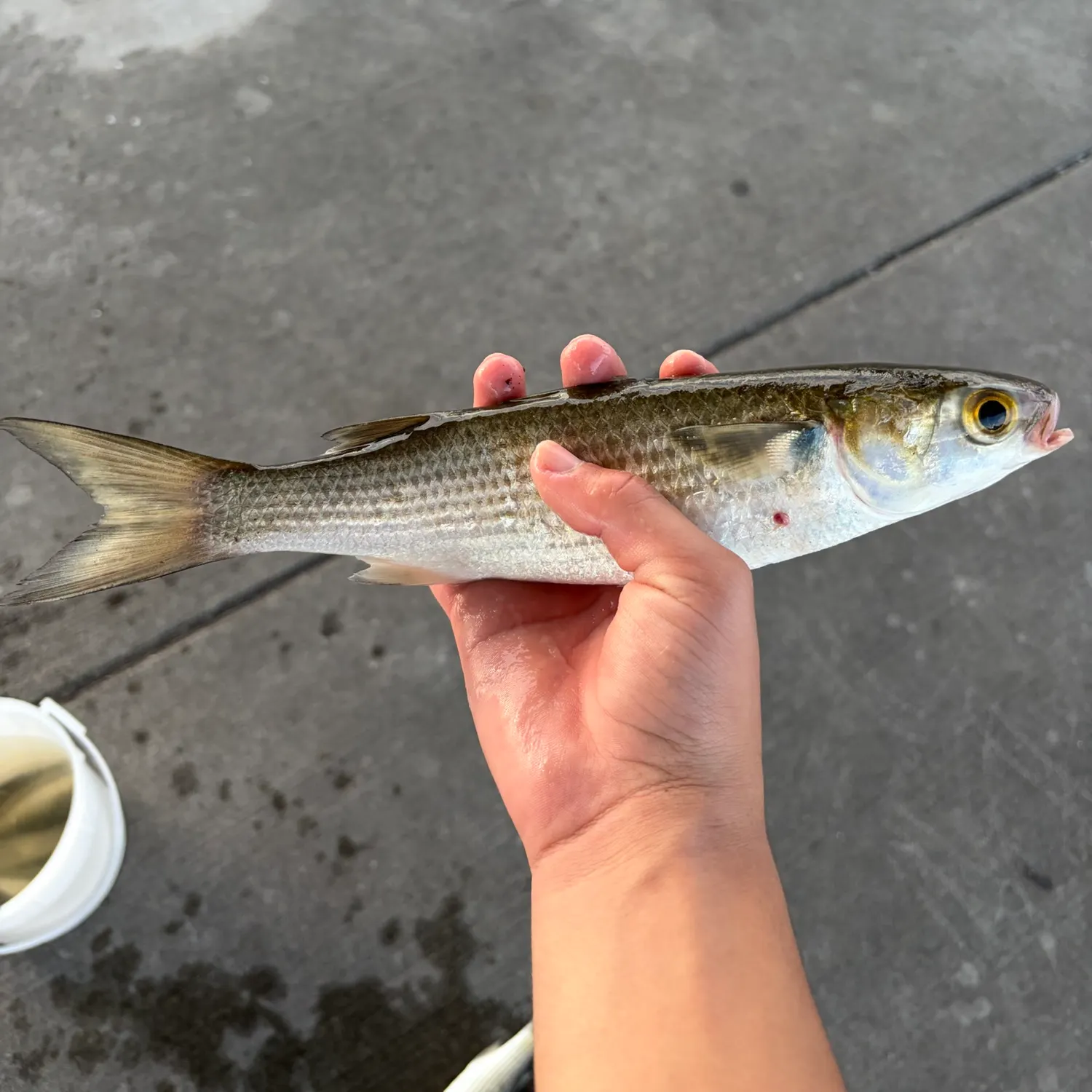 Striped mullet caught on Fishbrain