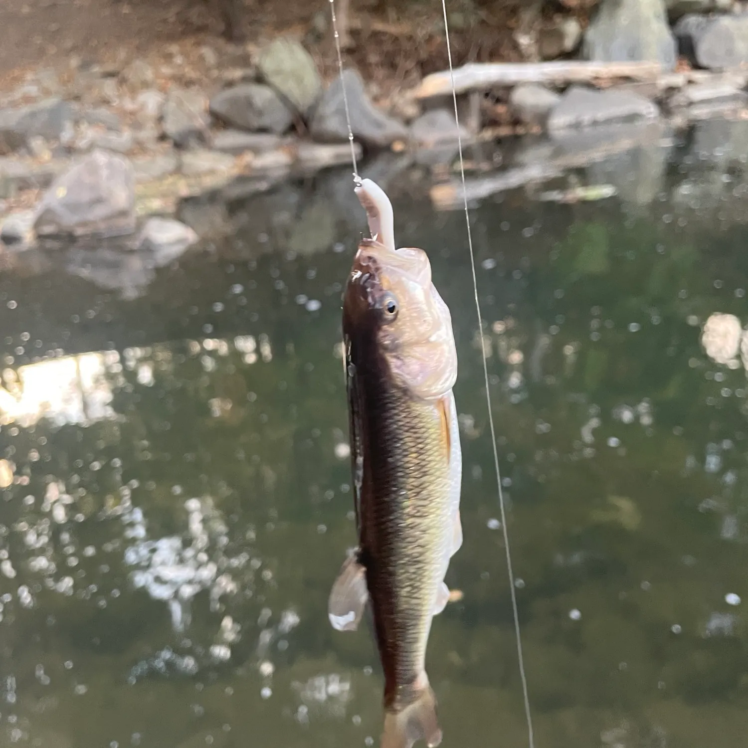 Creek chub caught on Fishbrain