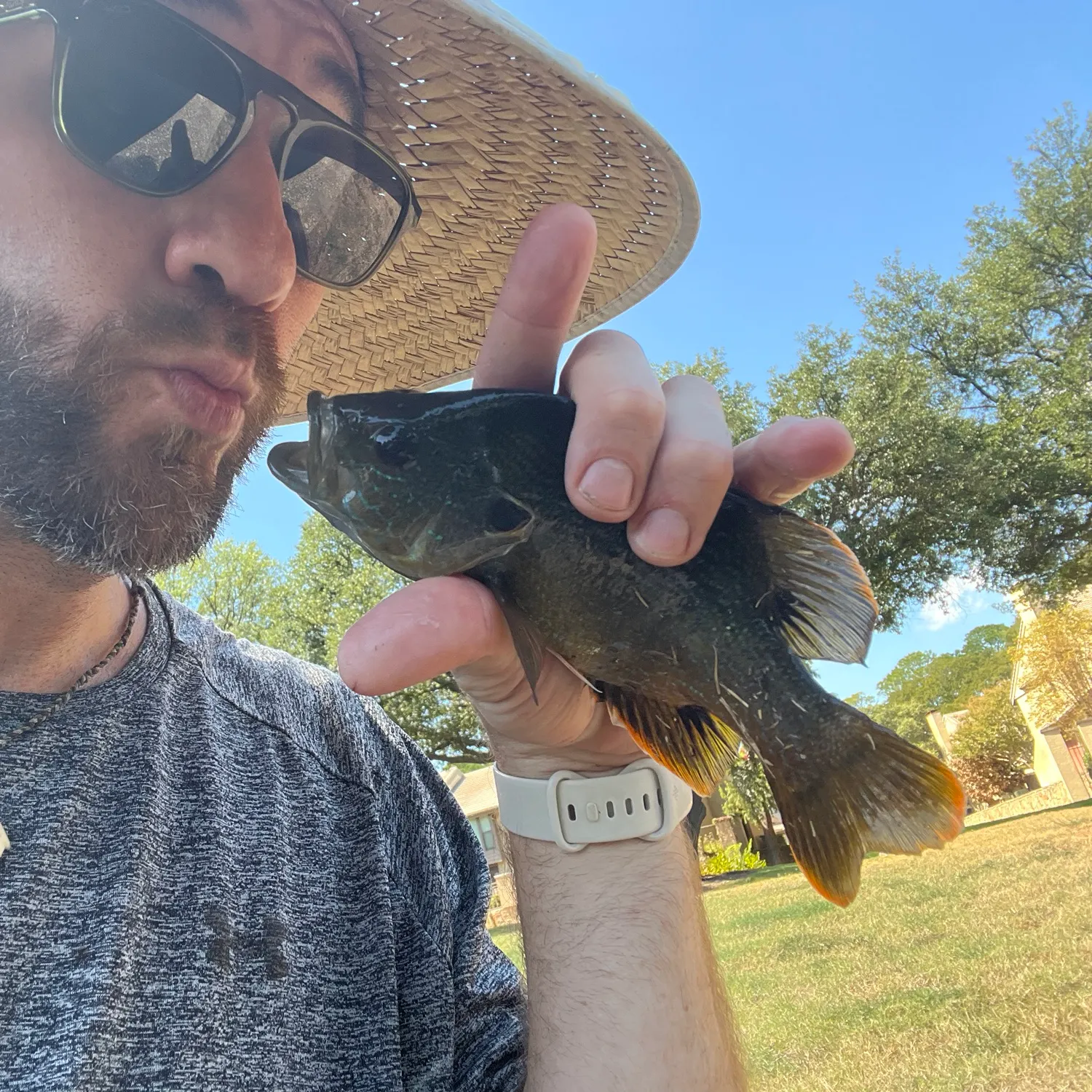 Green sunfish caught on Fishbrain