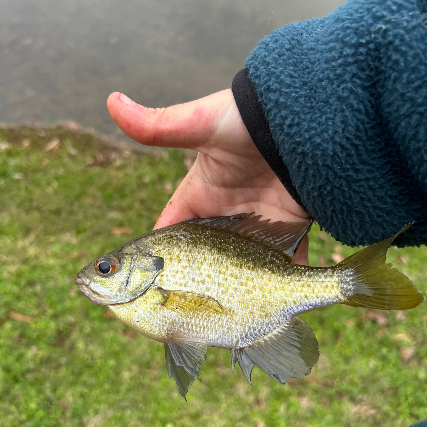 The most recent Bluegill catches on Fishbrain
