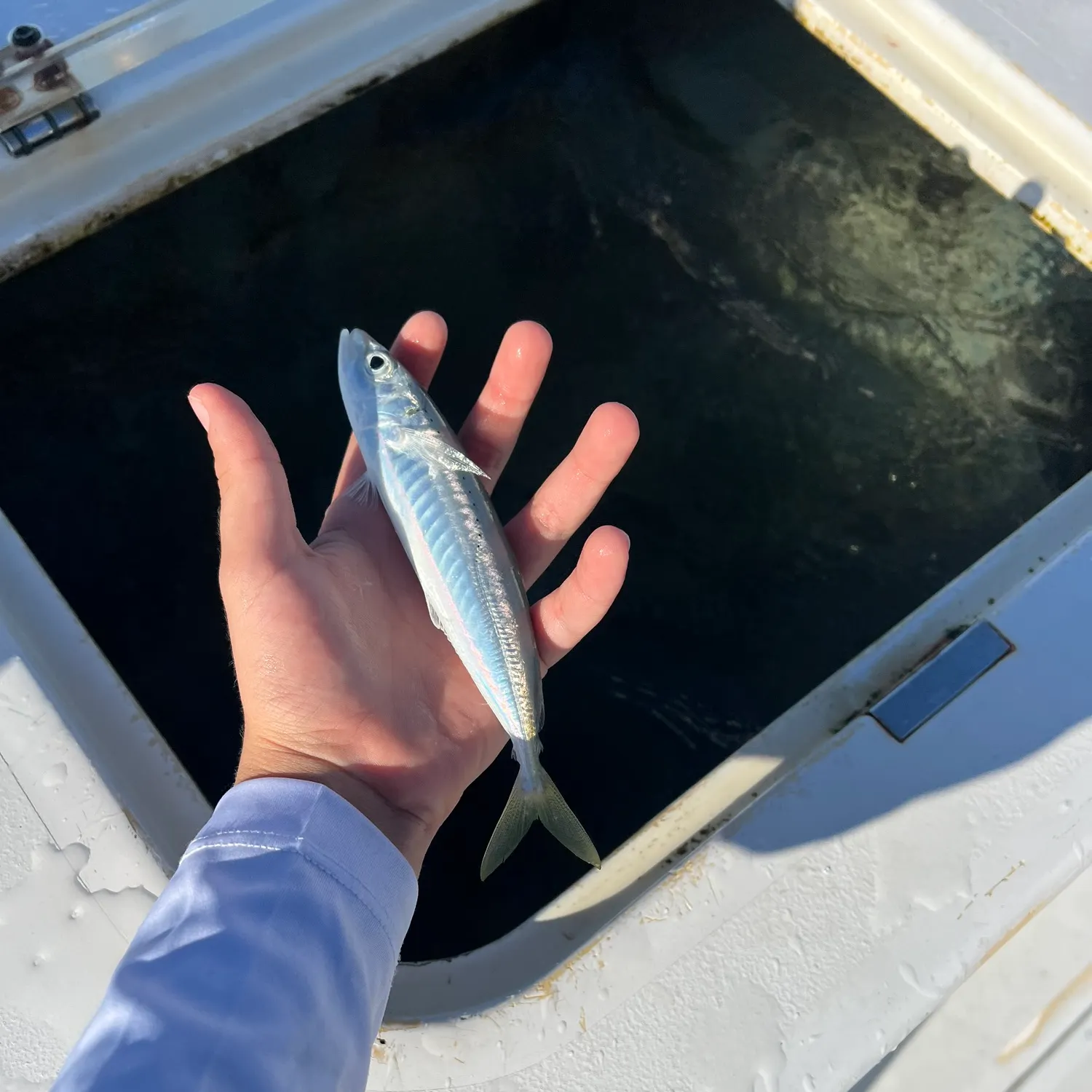 The most recent Round Scad catches on Fishbrain