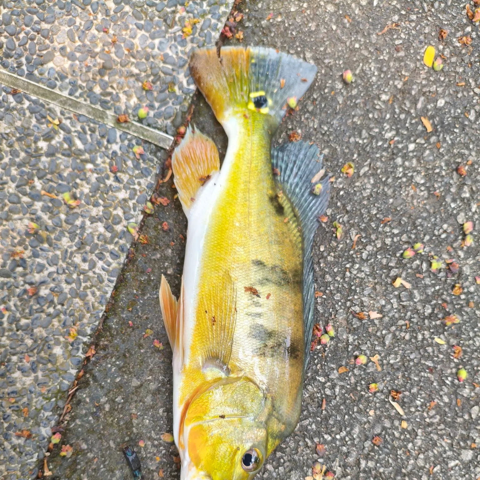 The most recent Orinoco peacock bass catches on Fishbrain