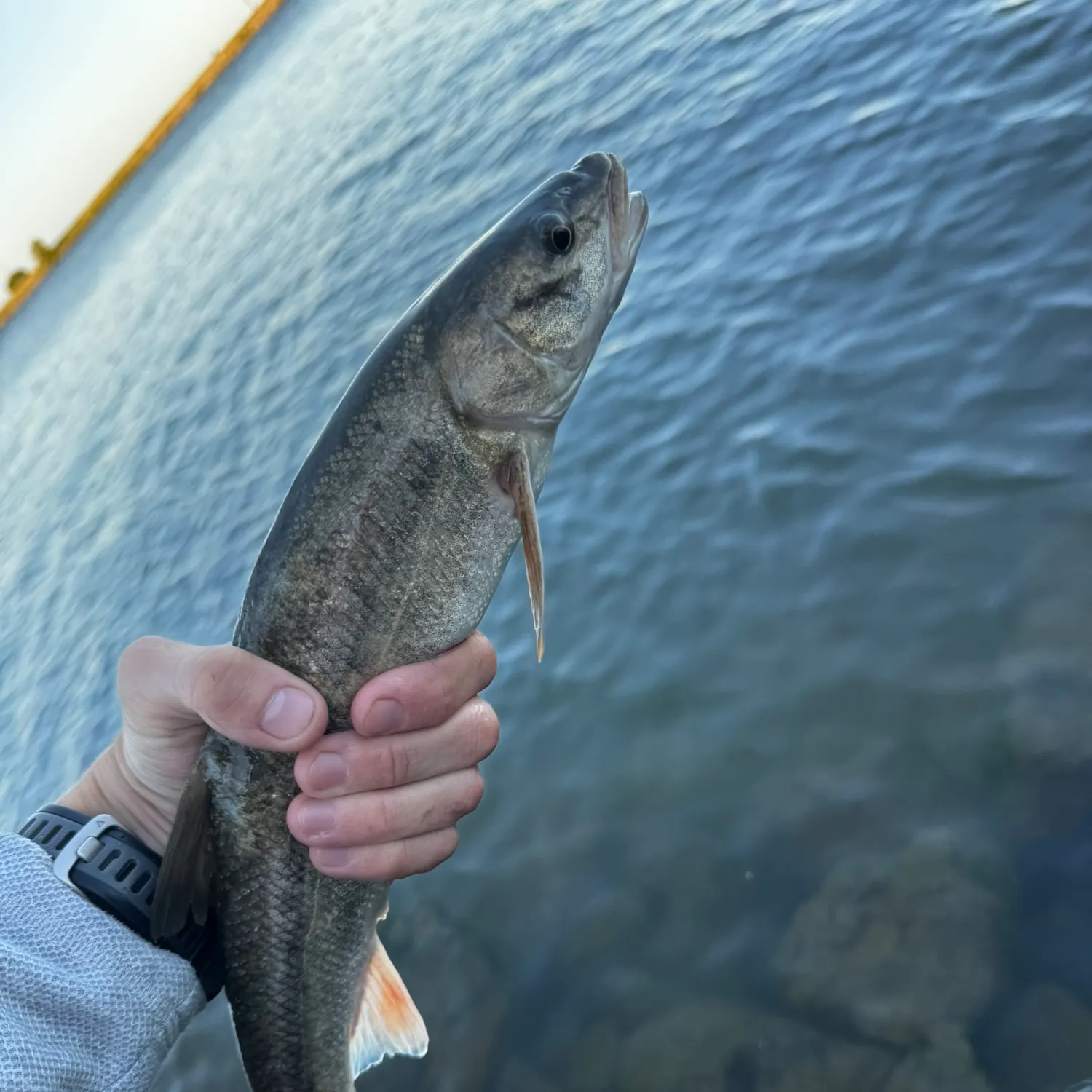 The most recent Sacramento pikeminnow catches on Fishbrain