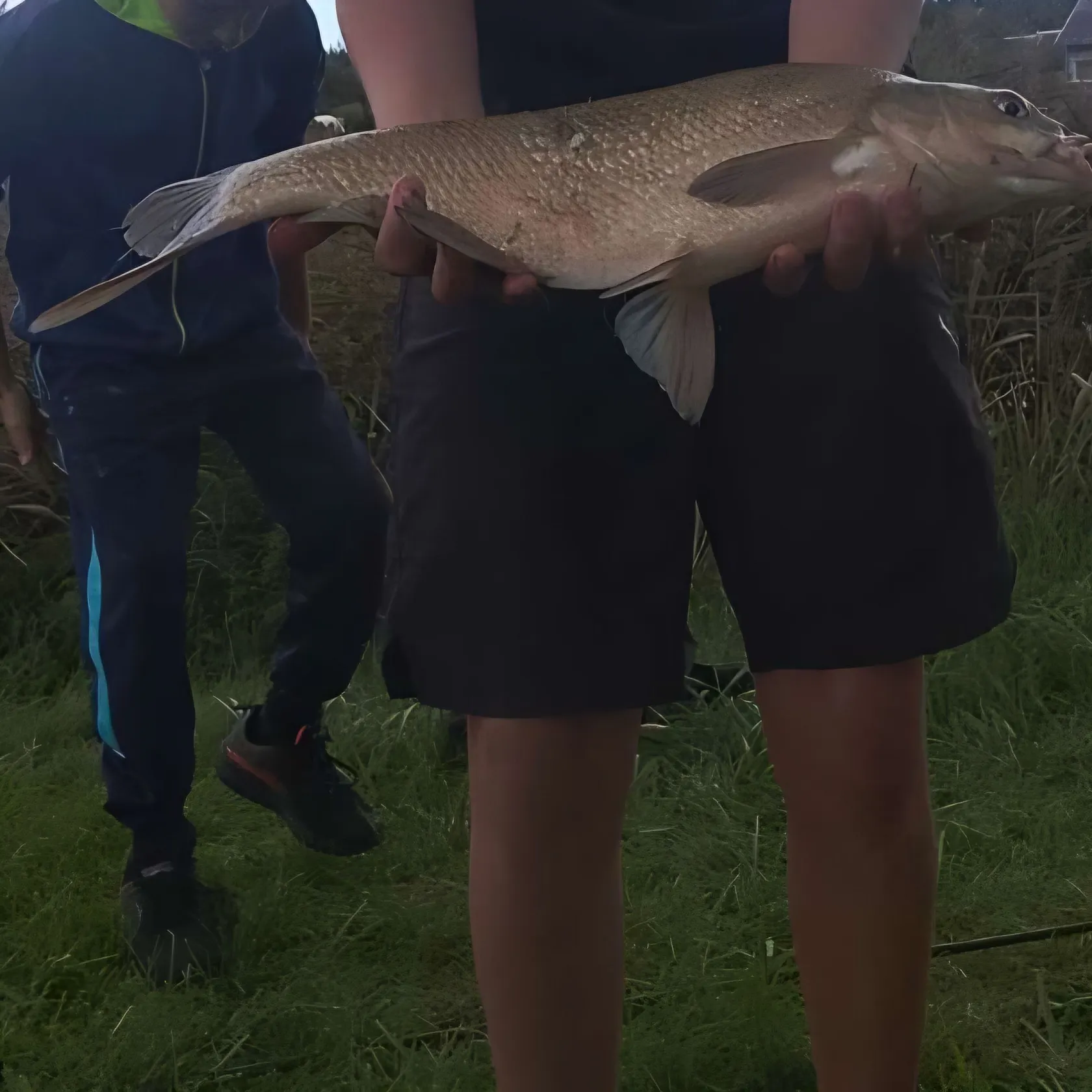 Common bream caught on Fishbrain