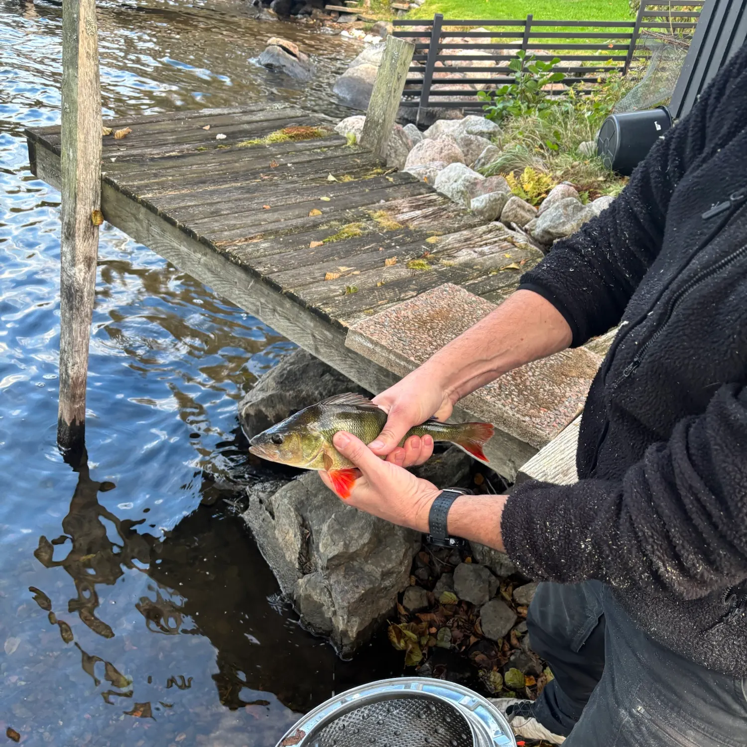 European perch caught on Fishbrain