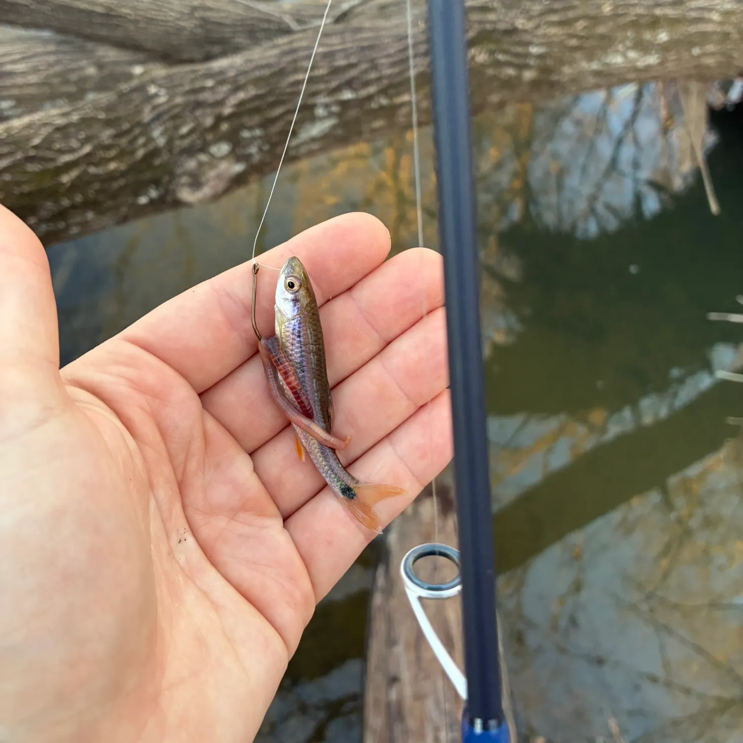 The most recent Alabama shiner catches on Fishbrain