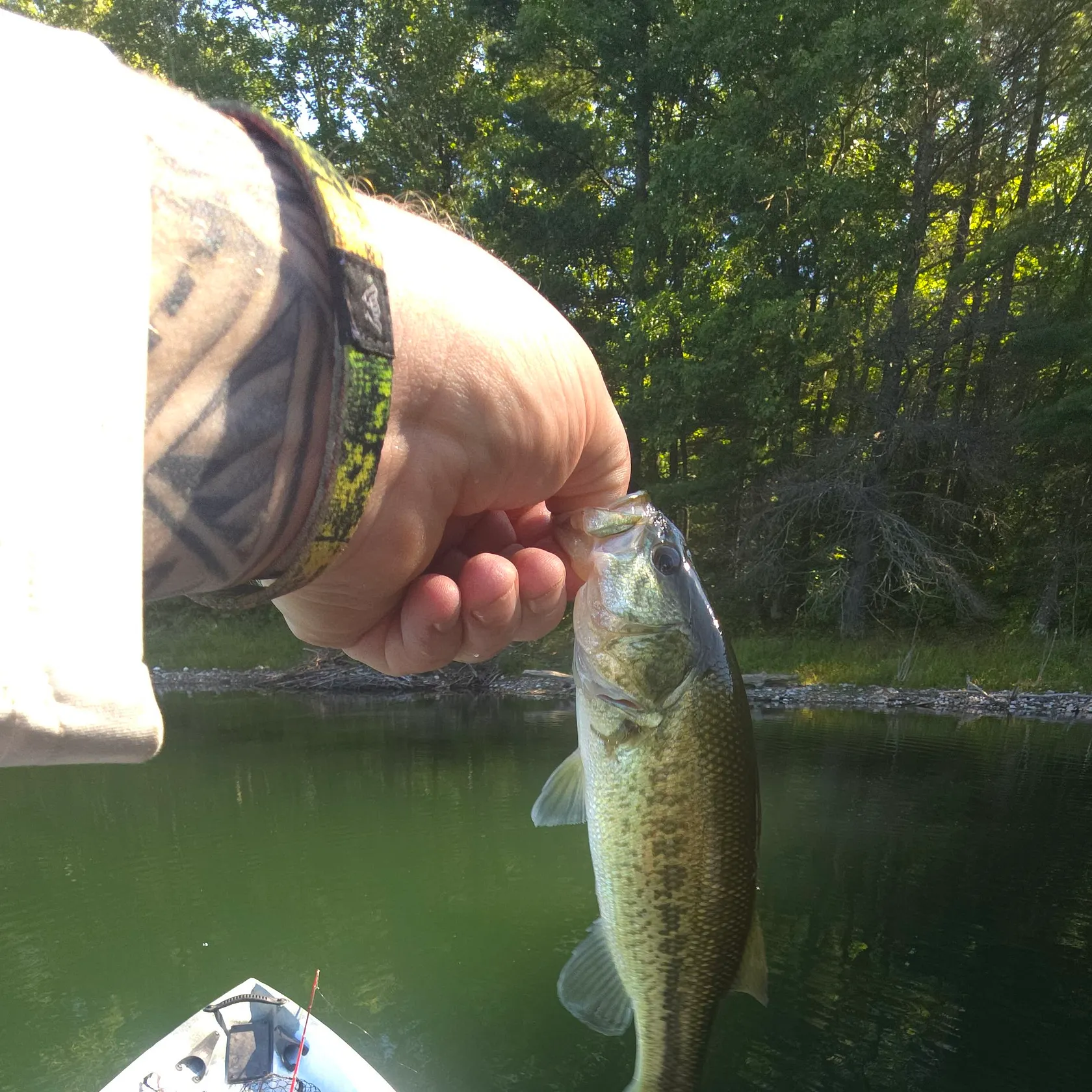 Largemouth bass caught on Fishbrain