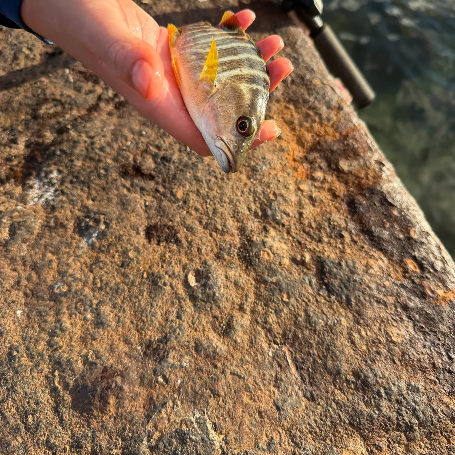 The most recent Schoolmaster snapper catches on Fishbrain